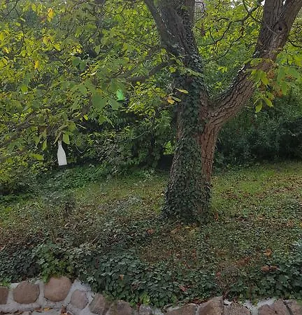 Edit * ماترافوريد