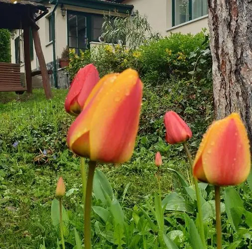 Edit בית נופש *